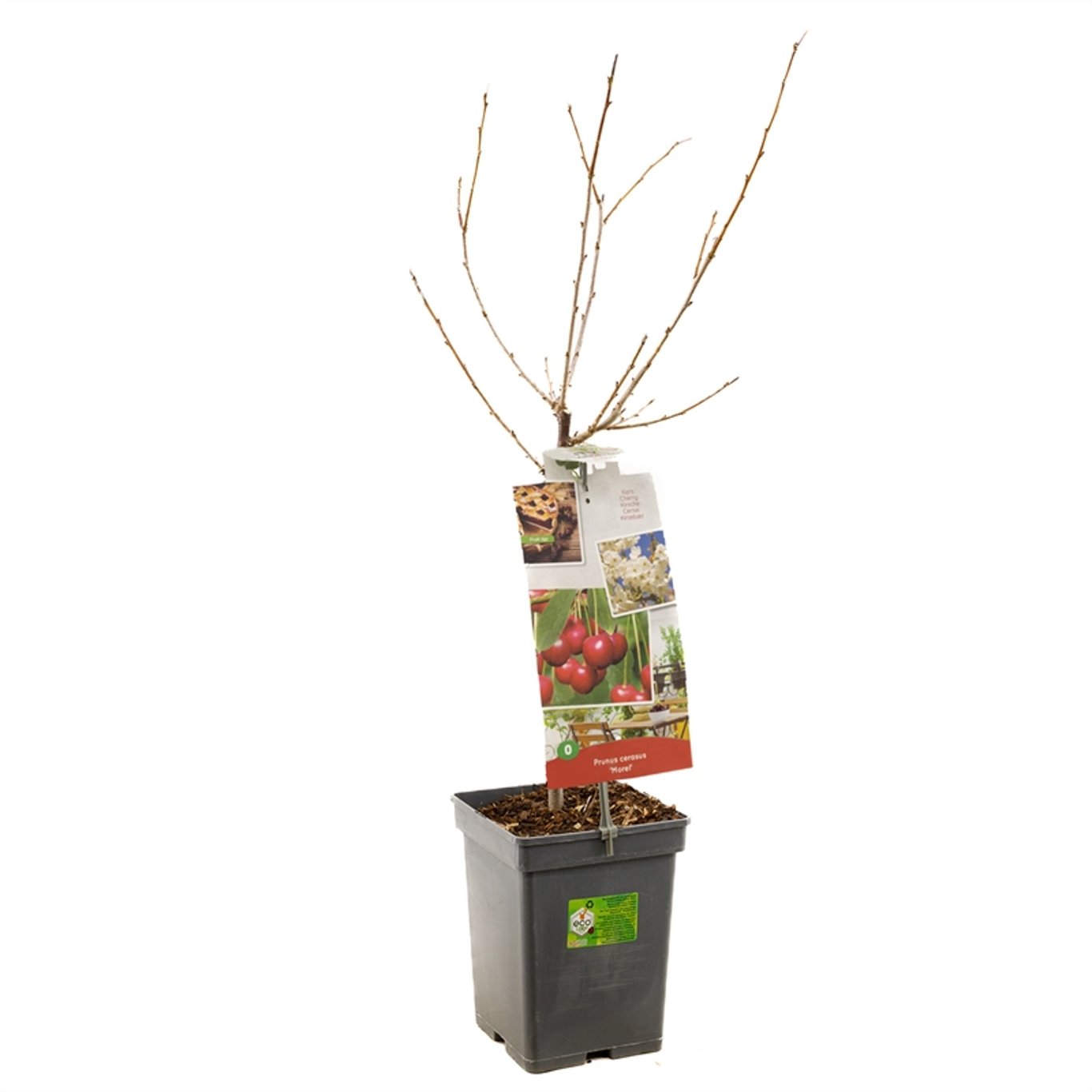 Körsbärsplommon – Prunus cerasifera 'Morel' - C5 60-80 CM Patio